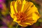 USA, California, Anza Borrego Desert State Park. Goldfields blossom close-up. Art Print
